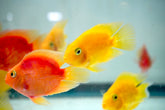 Gold Parrot Cichlid - Size 3”